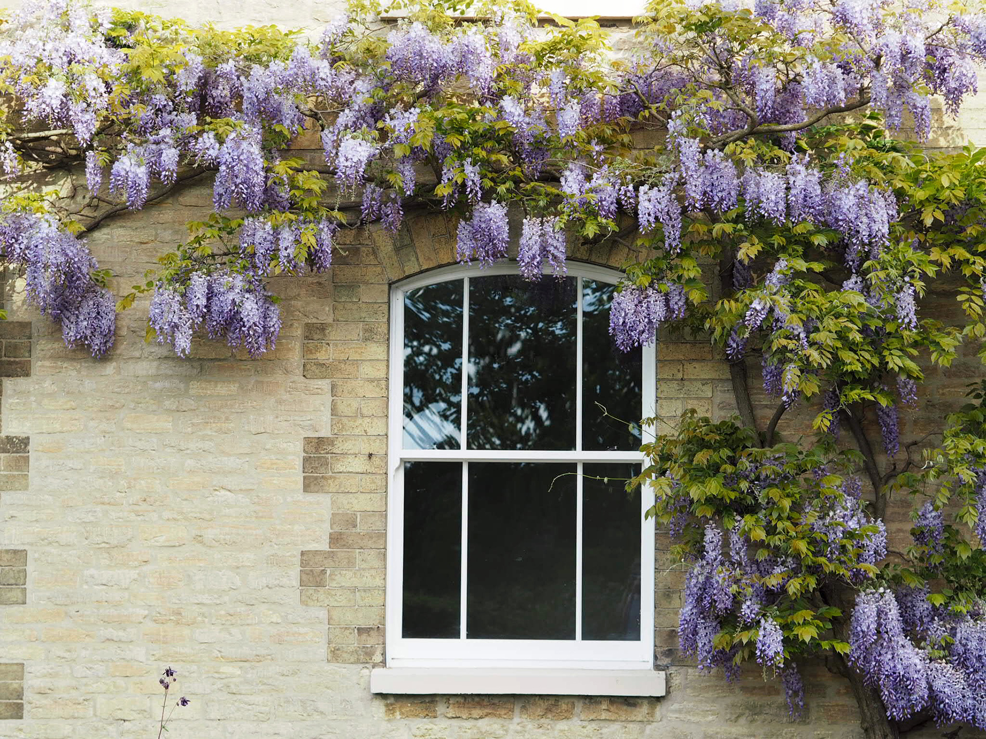 Roseview Ultimate Sash Windows